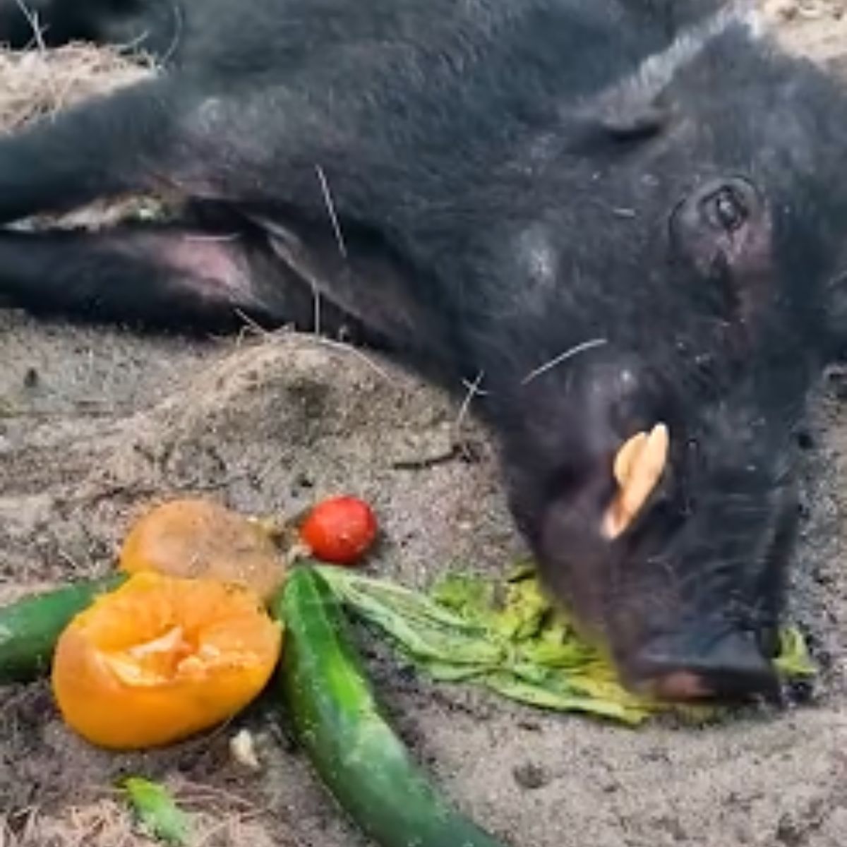 wild boar and food