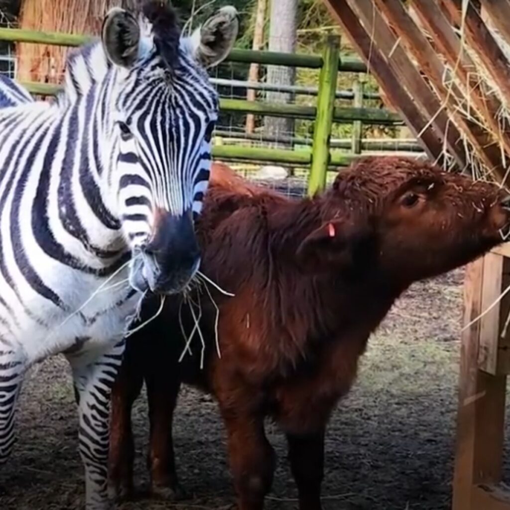 wild zebra takes care of cattle