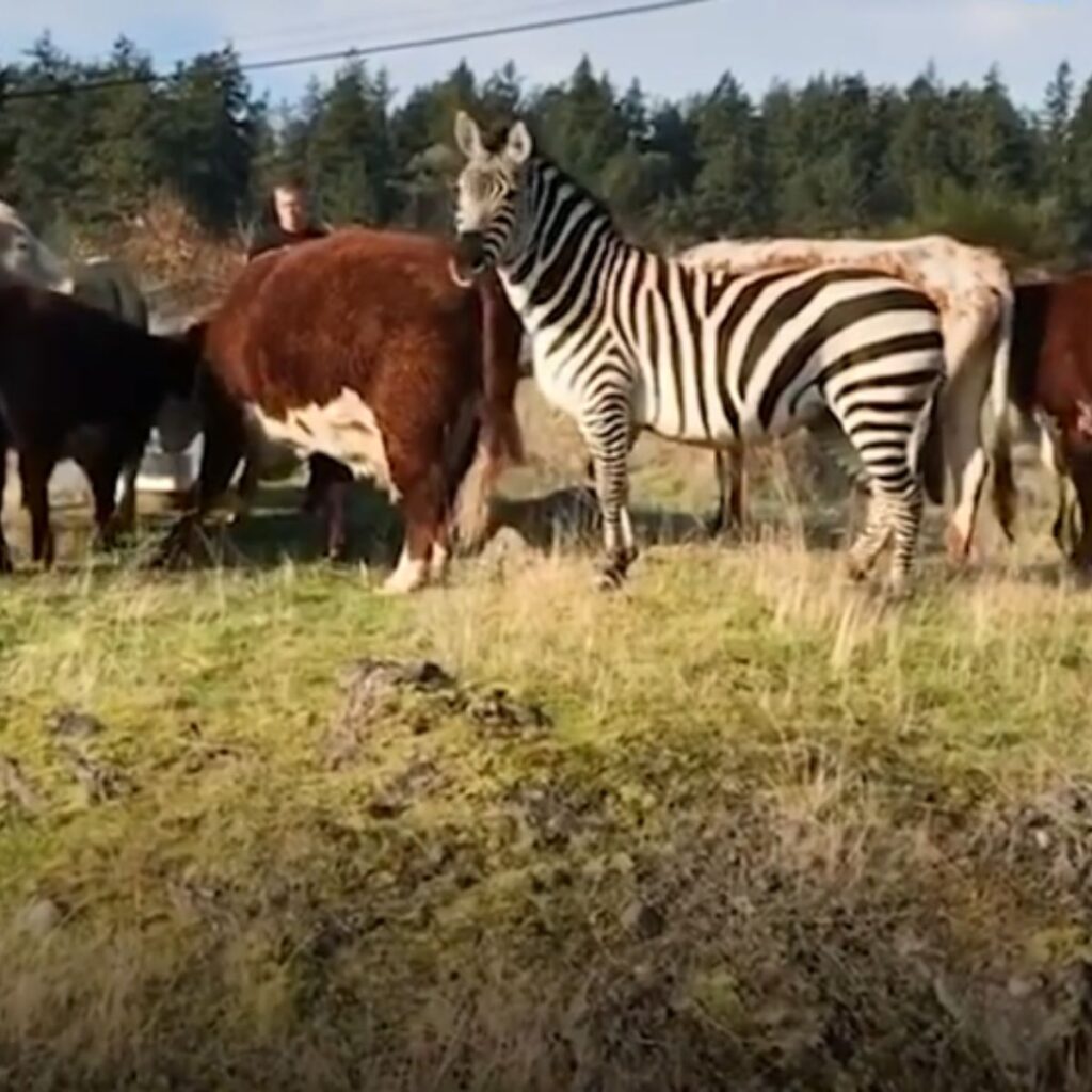 wild zebra with cattle