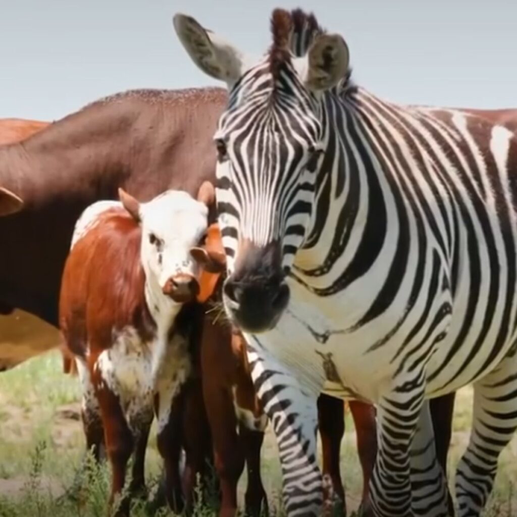 wild zebra with cattle standing