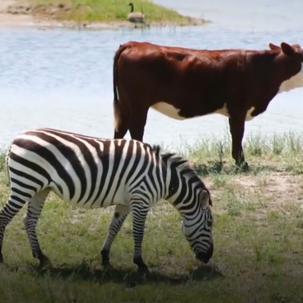 wild zebras walk next to cattle by the lake