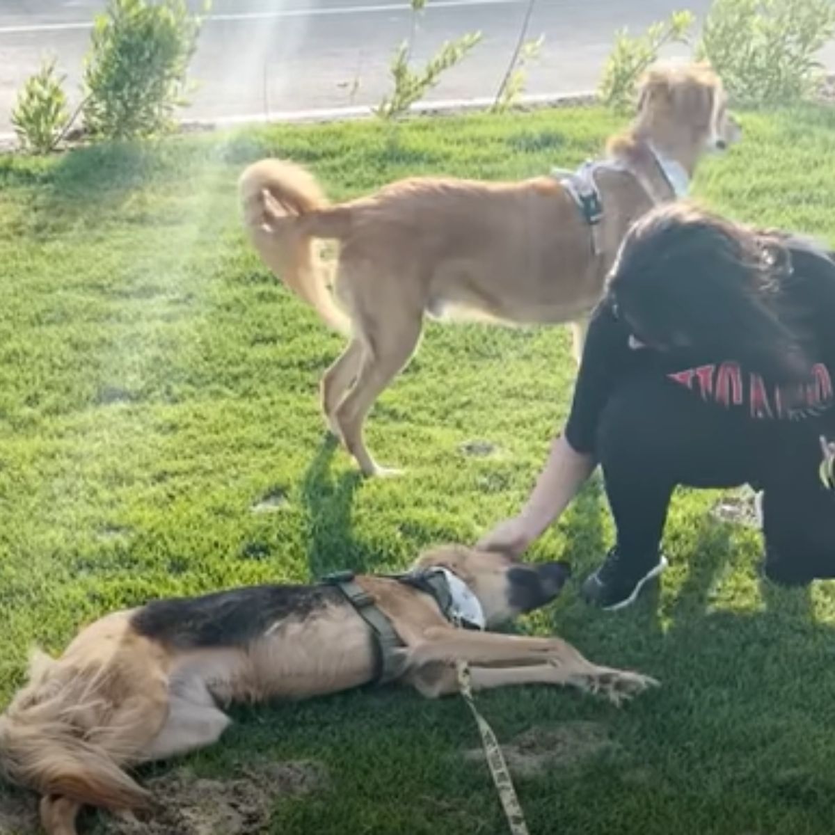 woman carressing dog on the grass while other dog standing by