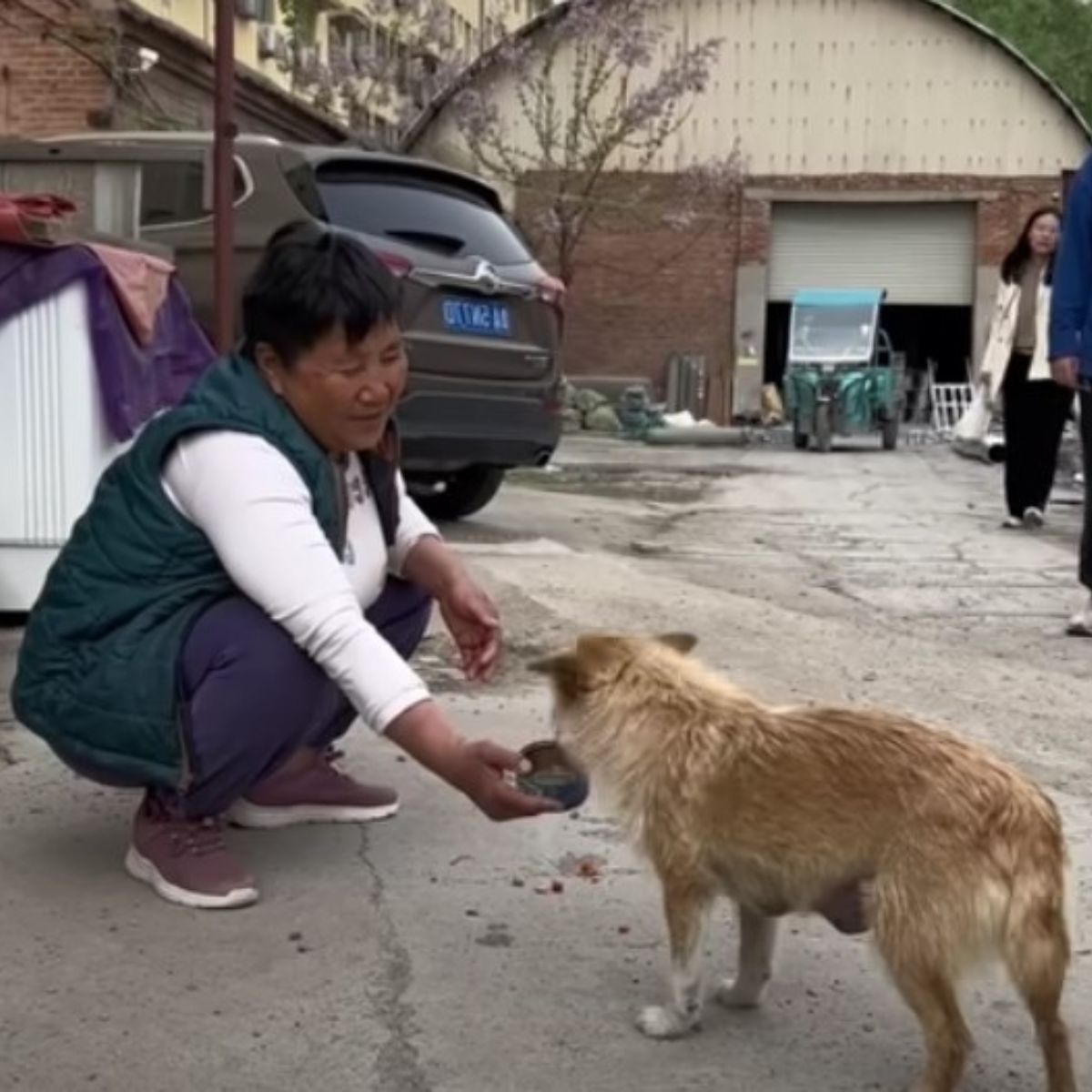 woman feeding a stray dog