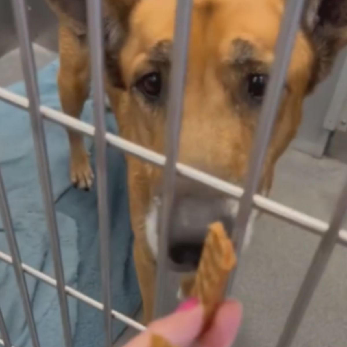 woman feeding shelter dog