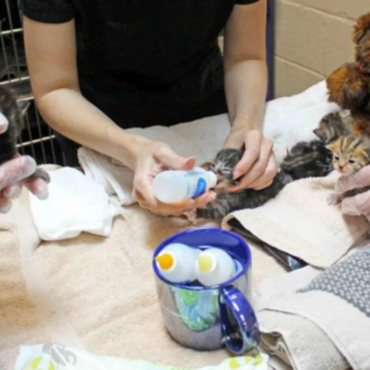 woman feeding tiny kitten