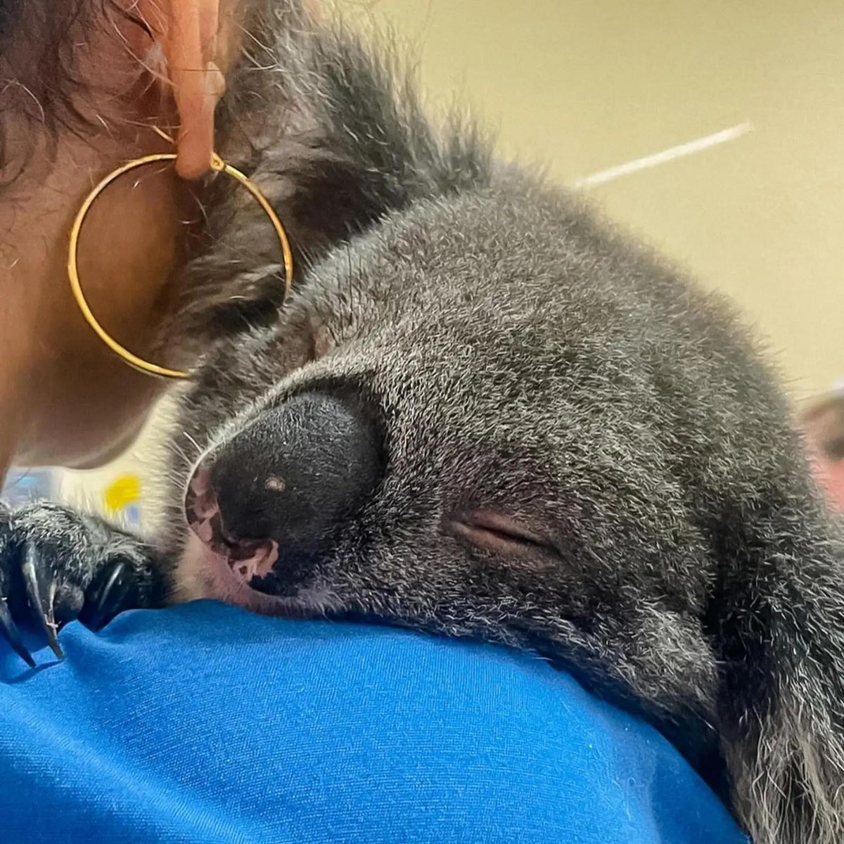 woman holding a koala