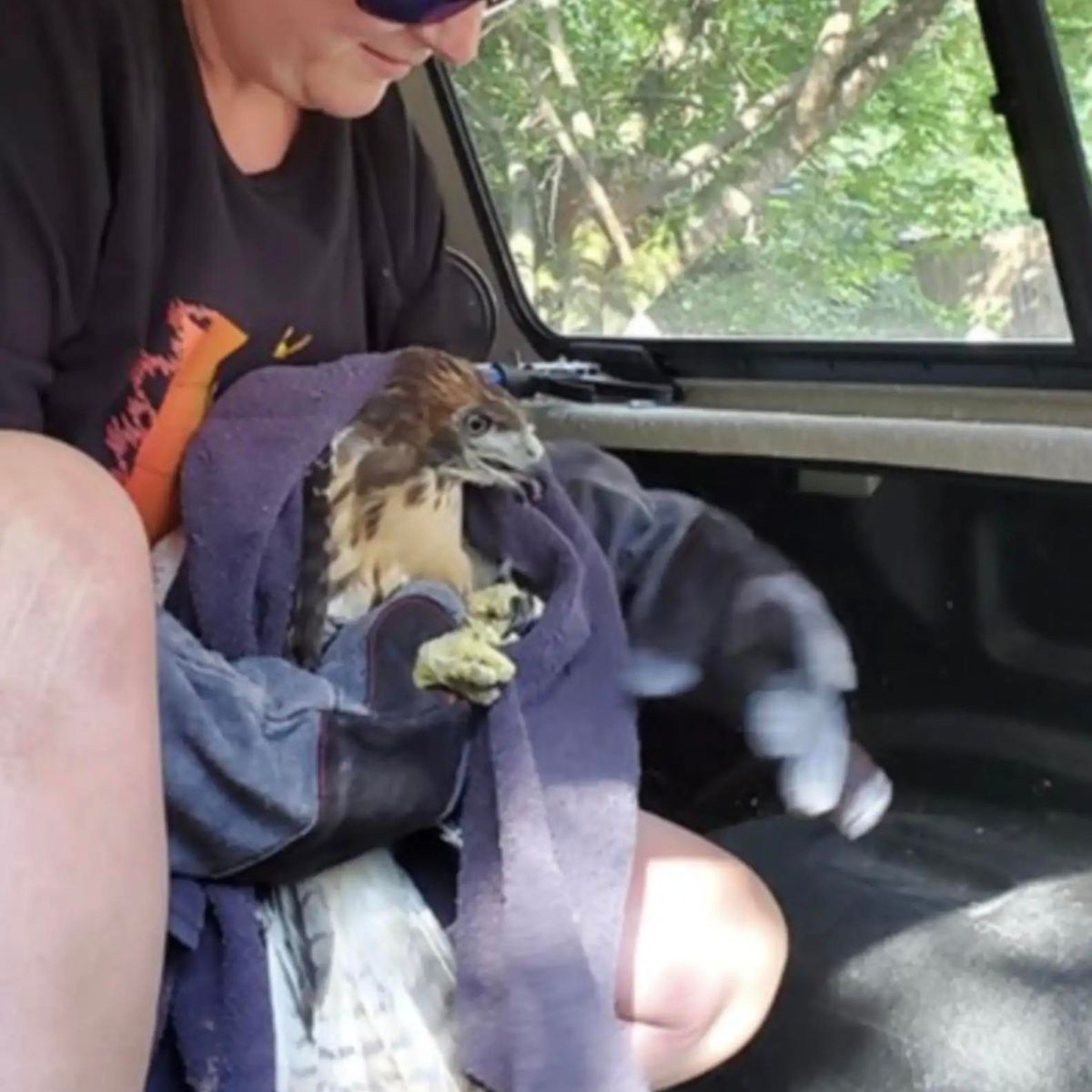 woman holding the hawk in a towel