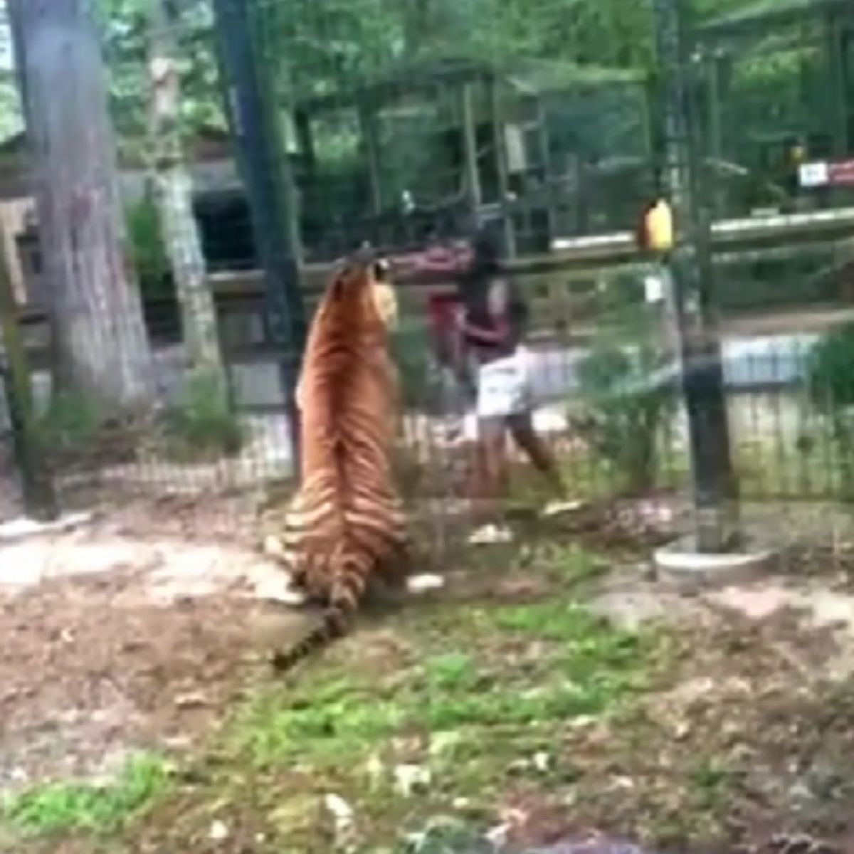 woman in cage with tiger