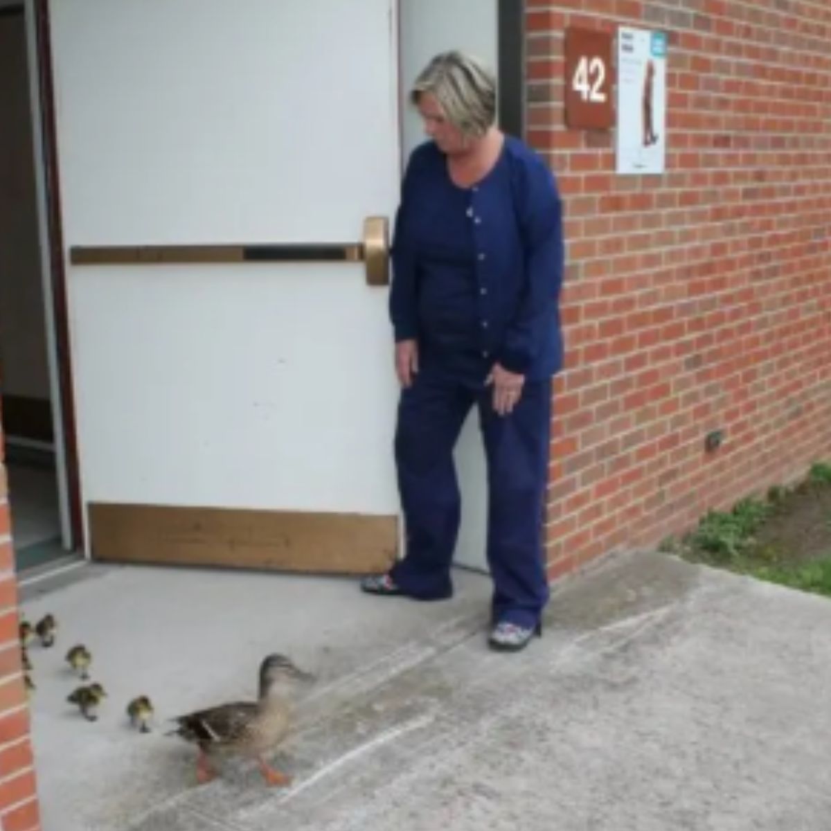 woman opening the door for duck and ducklings