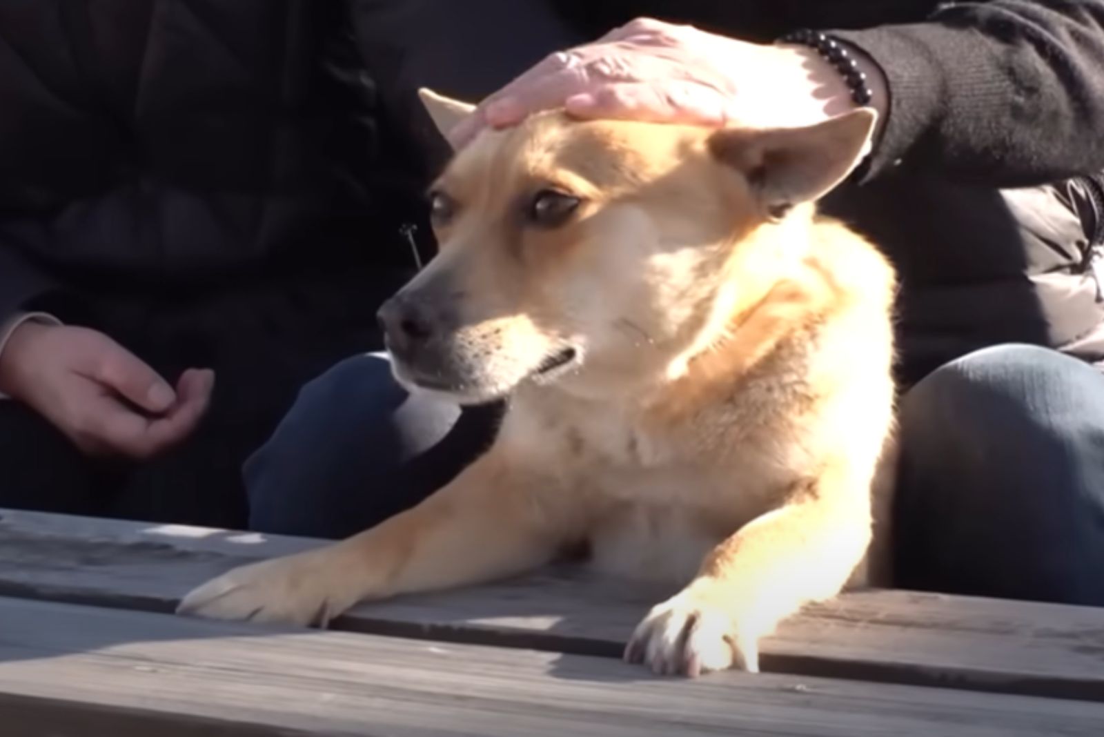 woman petting a cute dog