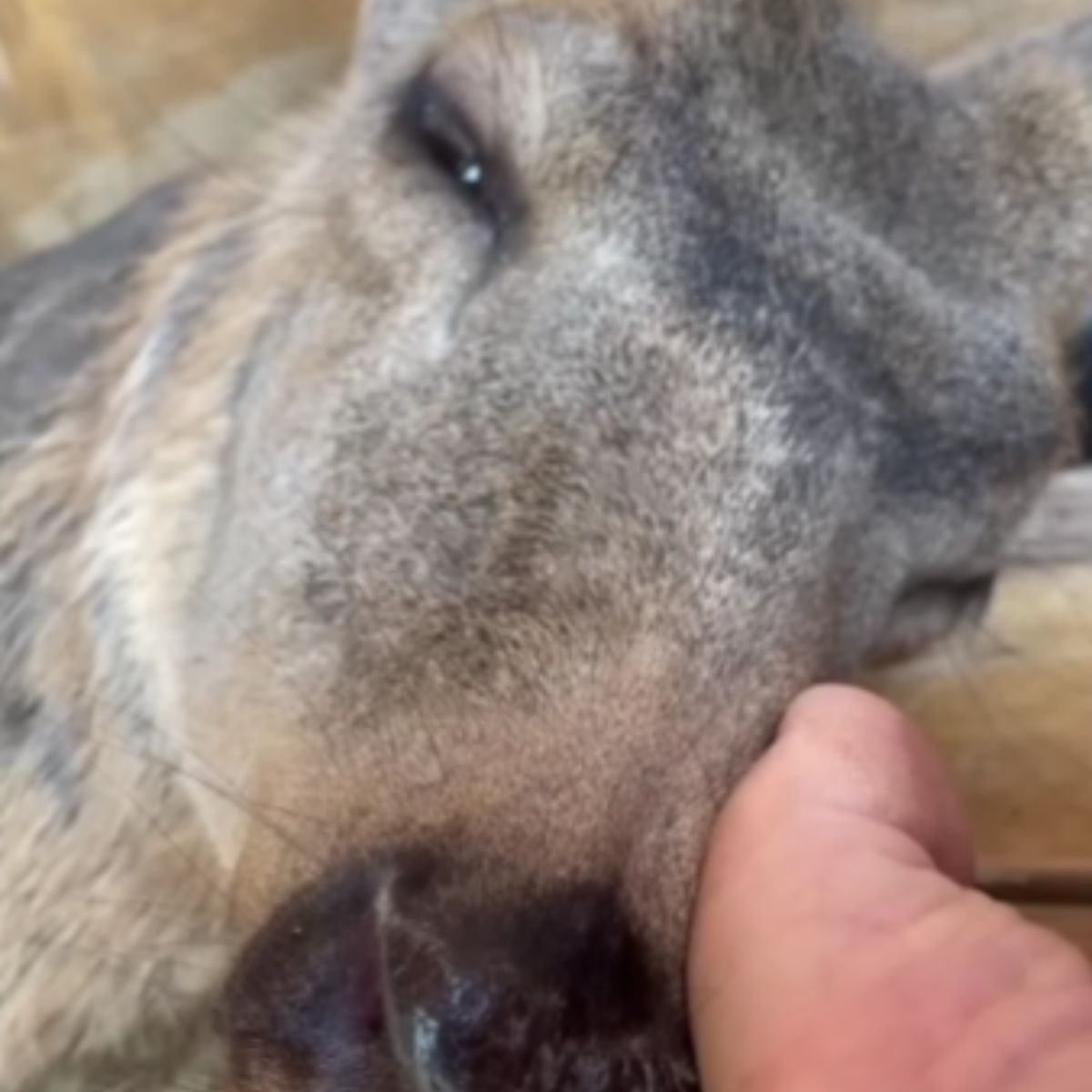 woman petting a deer