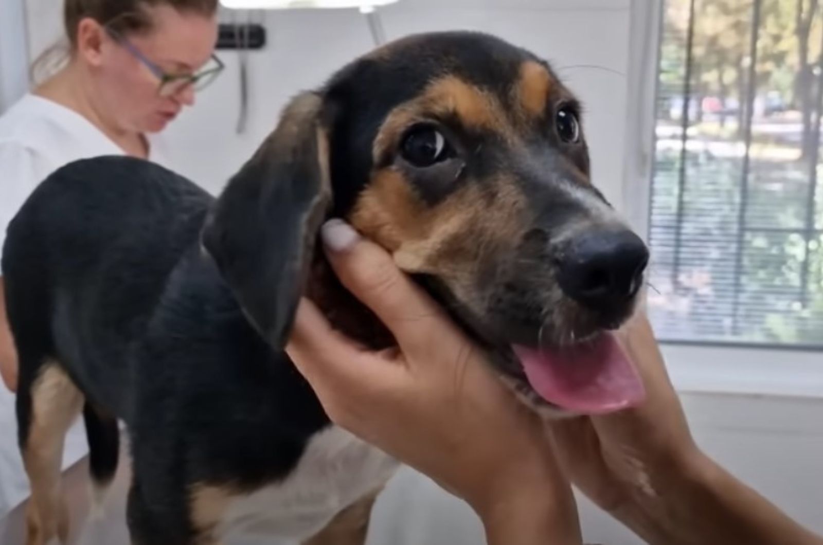 woman petting abandoned dog