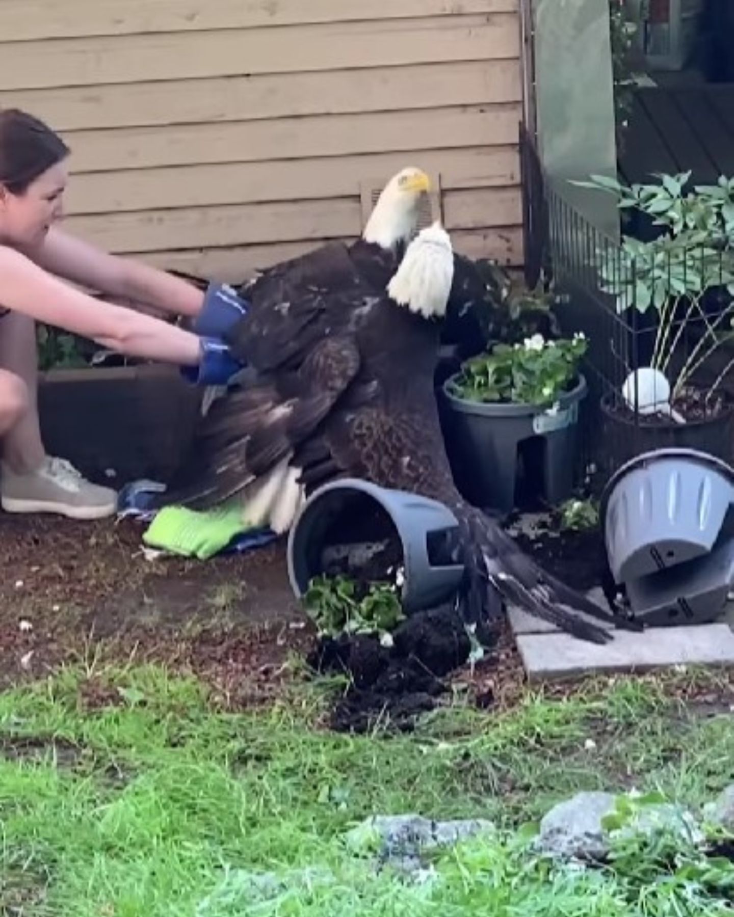 woman separating eagles