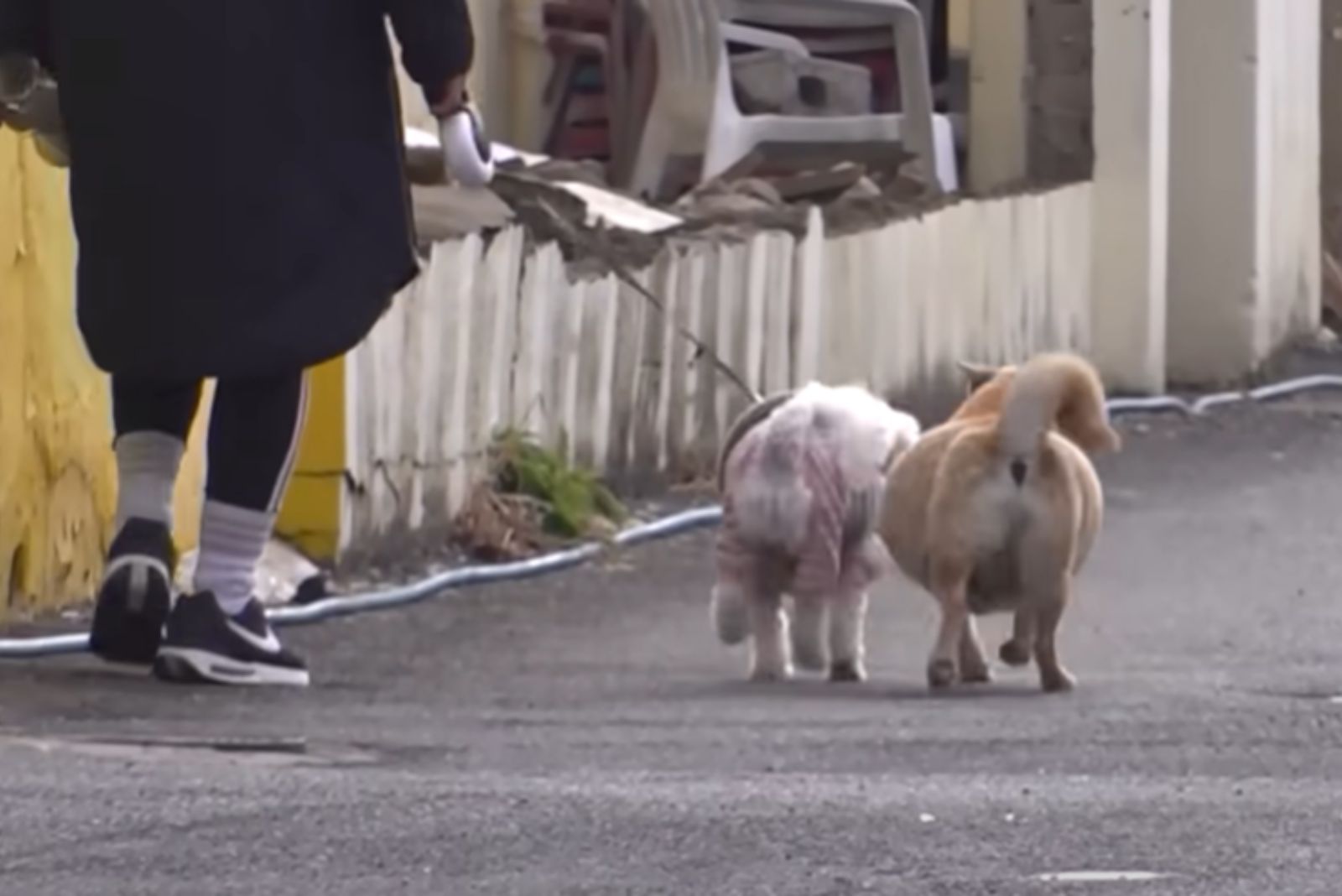 woman walking two dogs