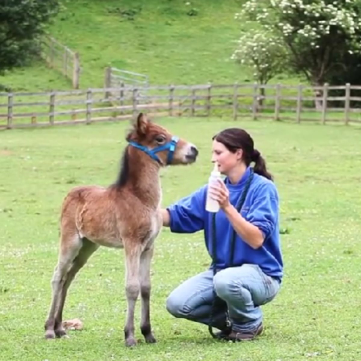 woman with pony