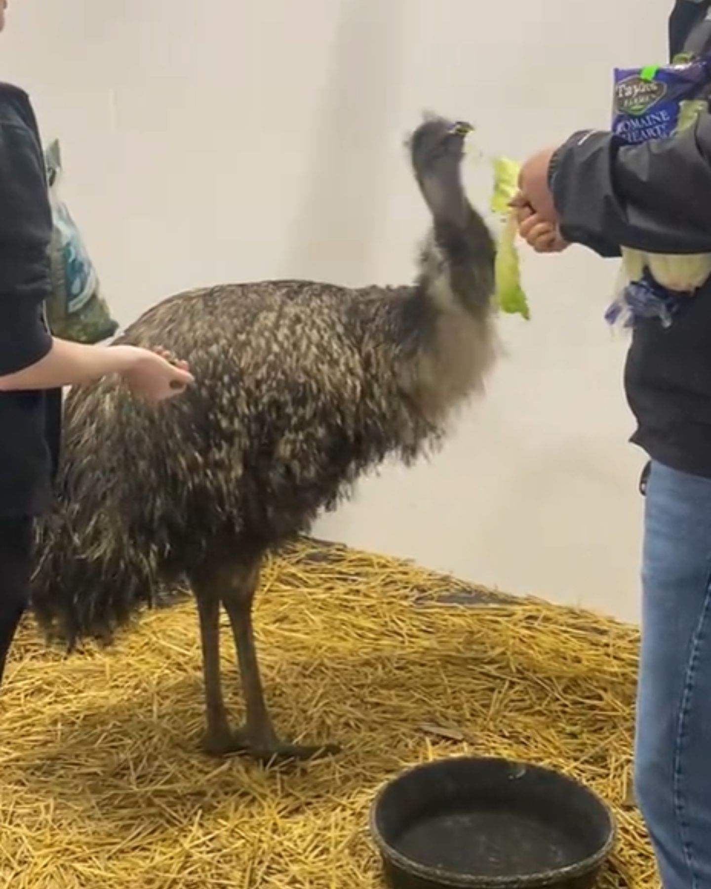 workers feeding the emu