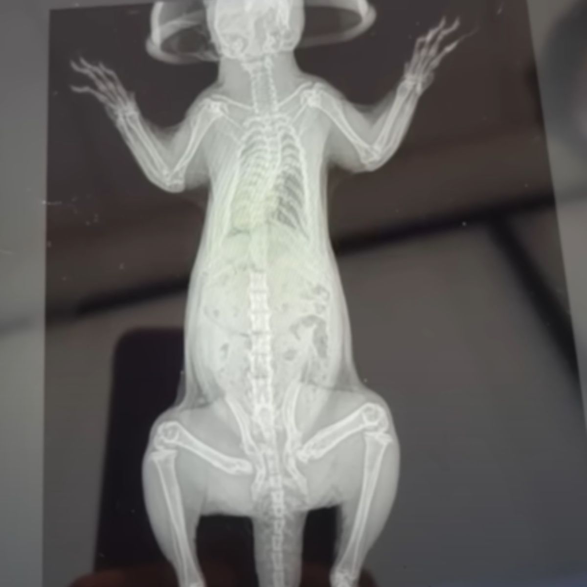 x ray picture of squirrel