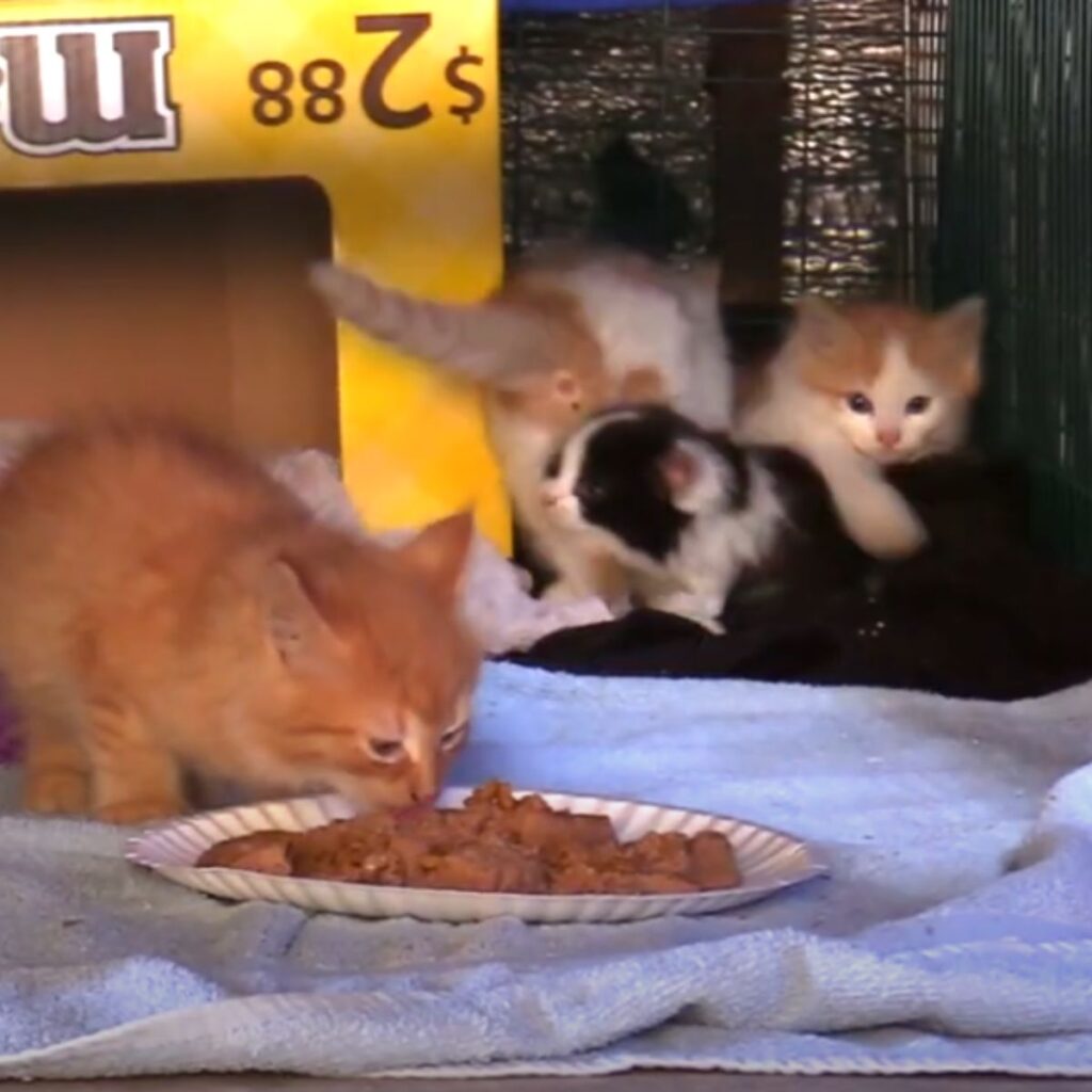 a kitten eating while three of them snuggle