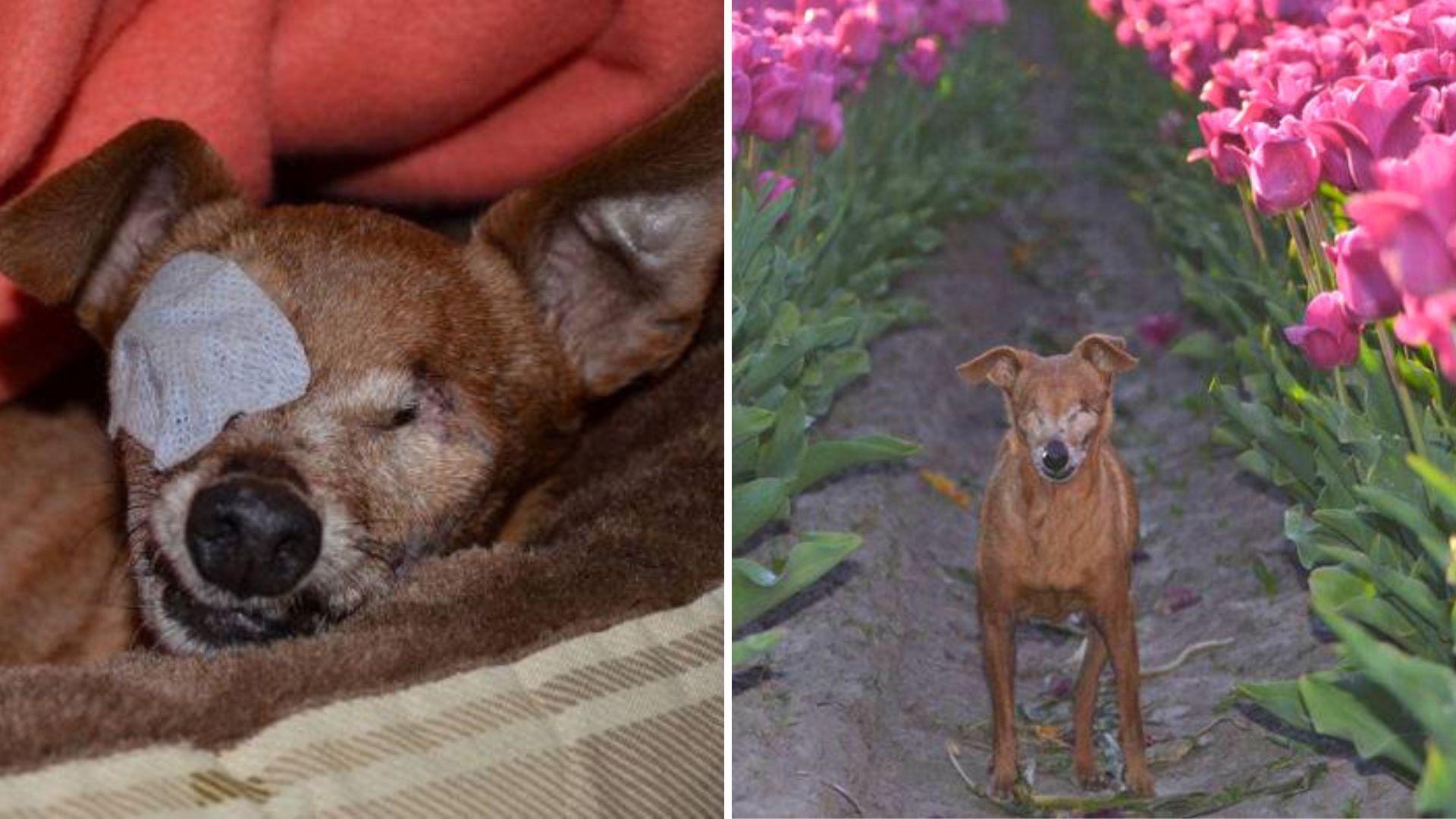 12 Years In A Puppy Mill Robs This Dog Of Her Health And Her Sight, But She’s A Fighter 