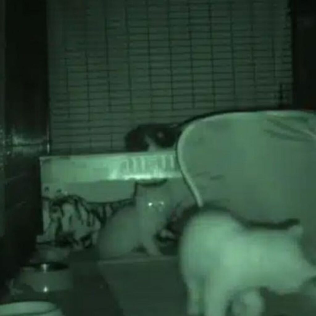 kittens in crate captured by night camera