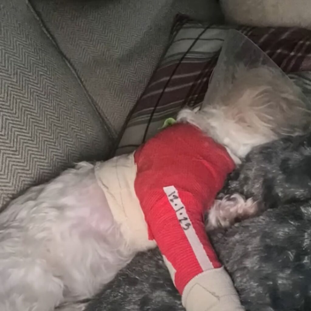 recovering dog lying on sofa