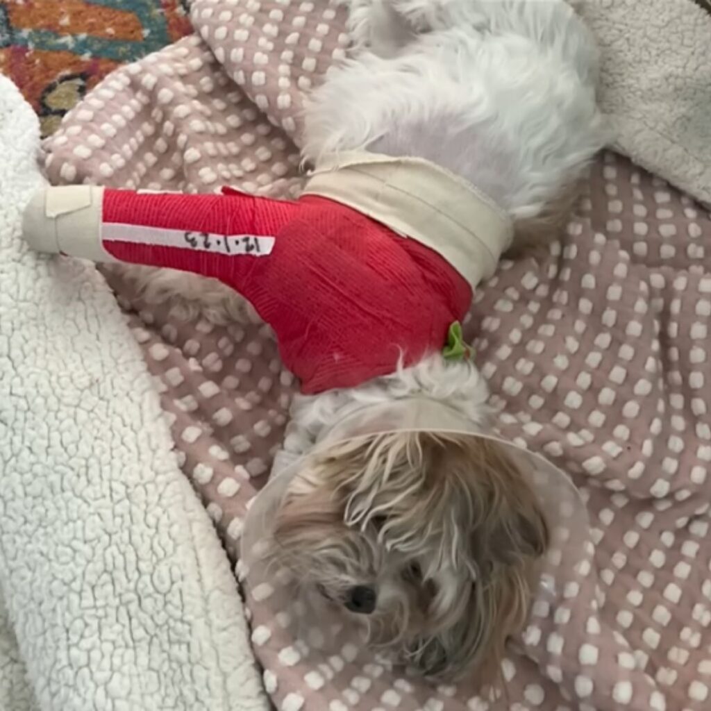 dog lying with collar on his neck