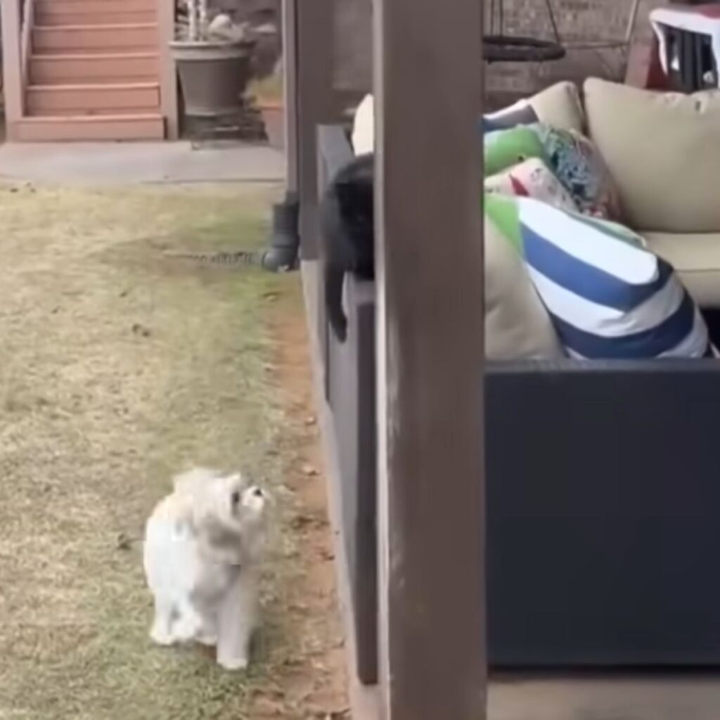 cat and dog in backyard