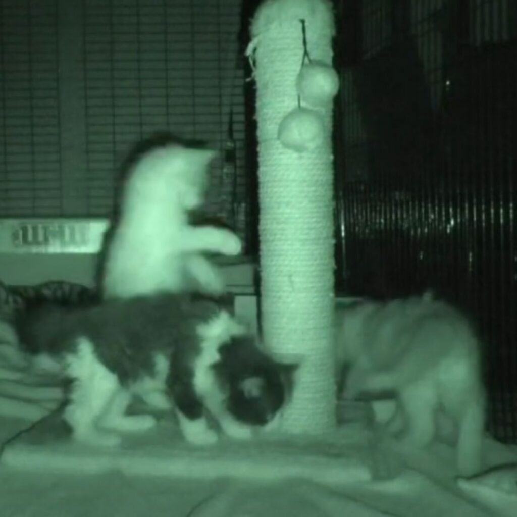 three kittens playing around cat tree