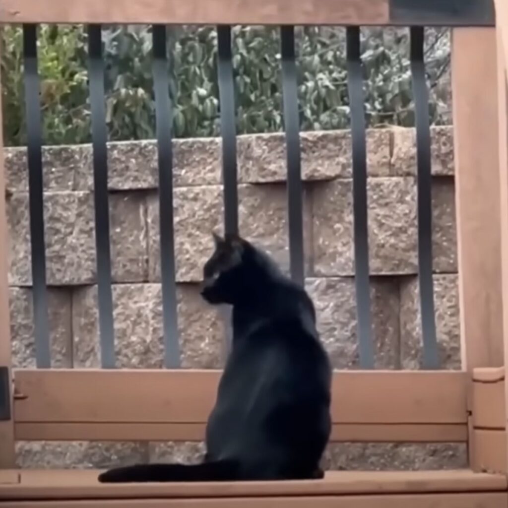 black cat sitting by the gate