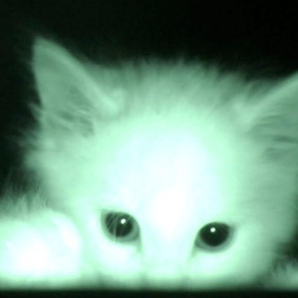 kitten's face in front of a camera