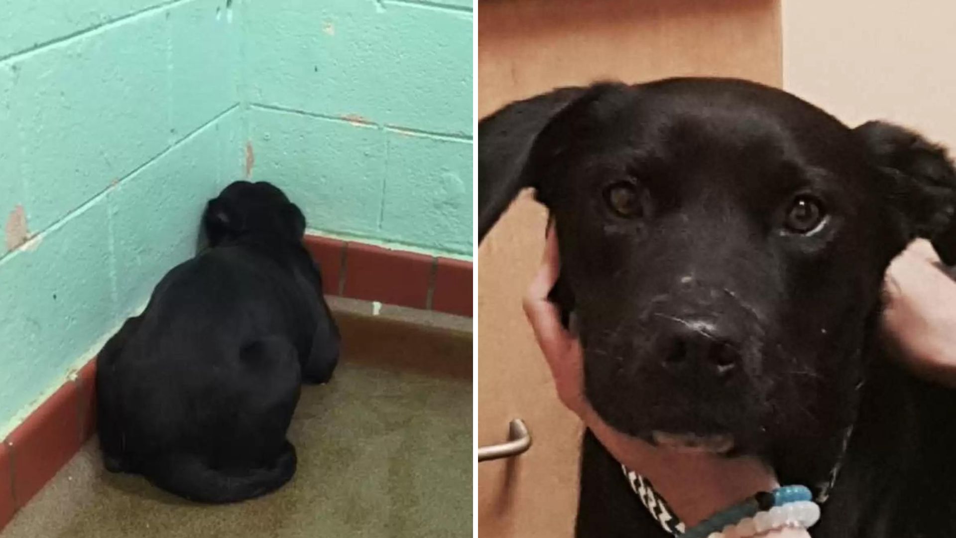 Abused Labrador In North Carolina Shelter Won't Turn Around