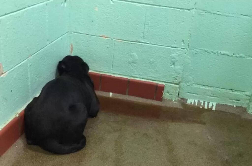 Abused Labrador facing the wall