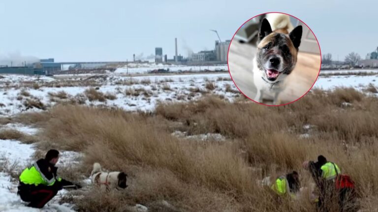 dog saved his owner