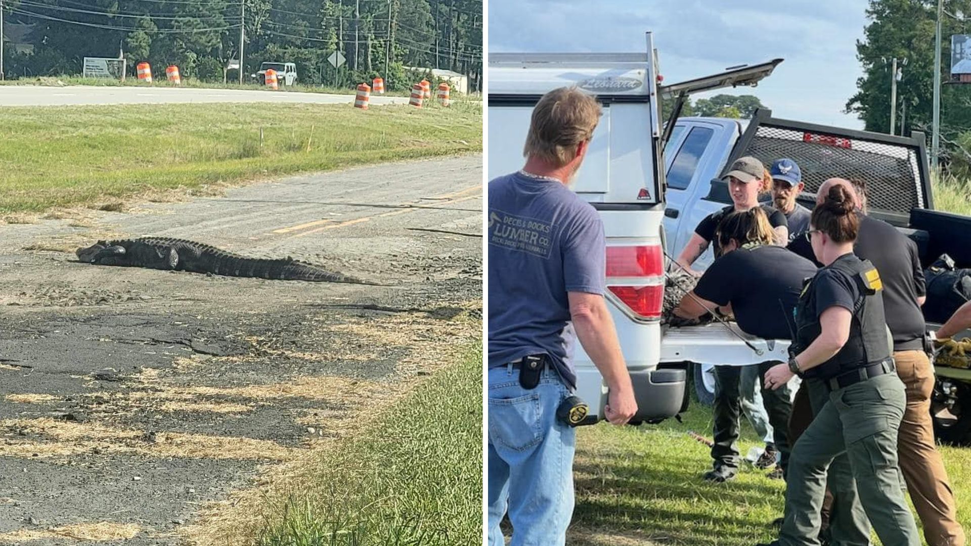 officers help alligator struck by car