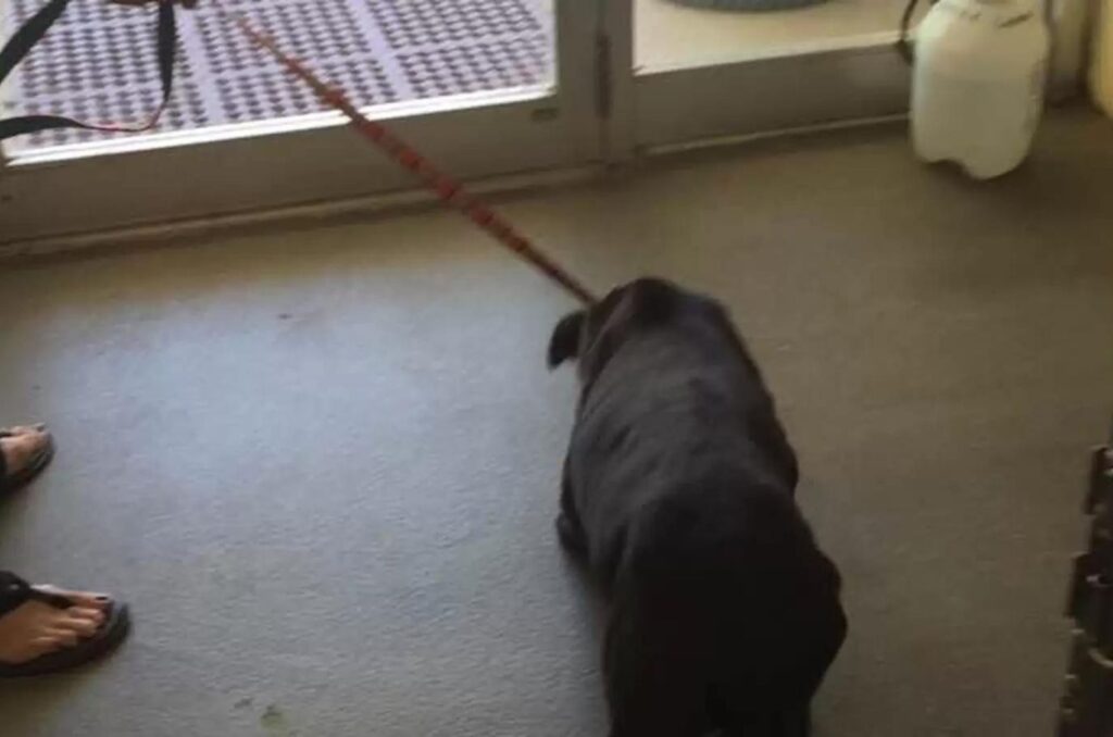 An abused labrador lies by the window on a leash