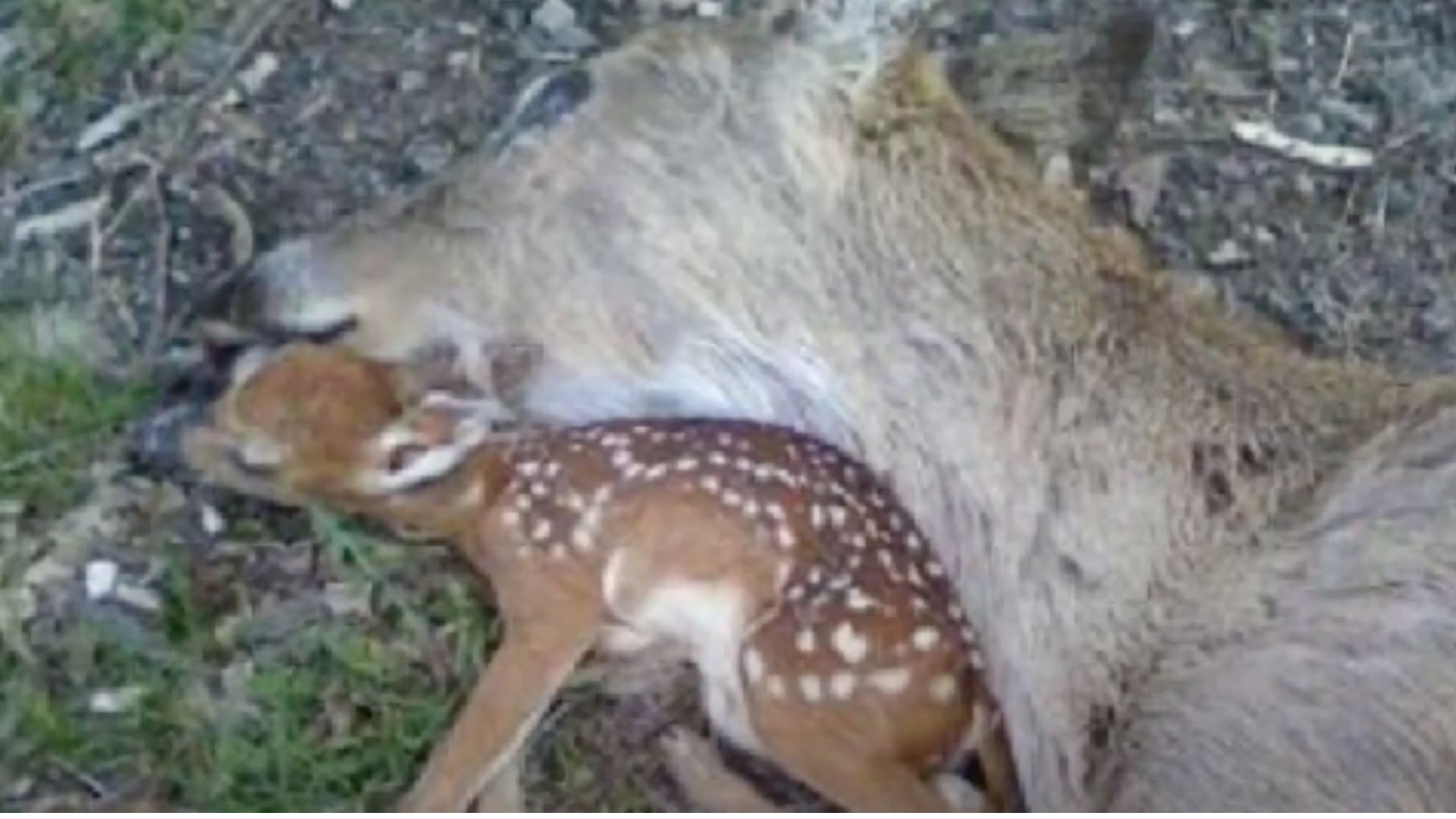 baby deer lying by mother's side