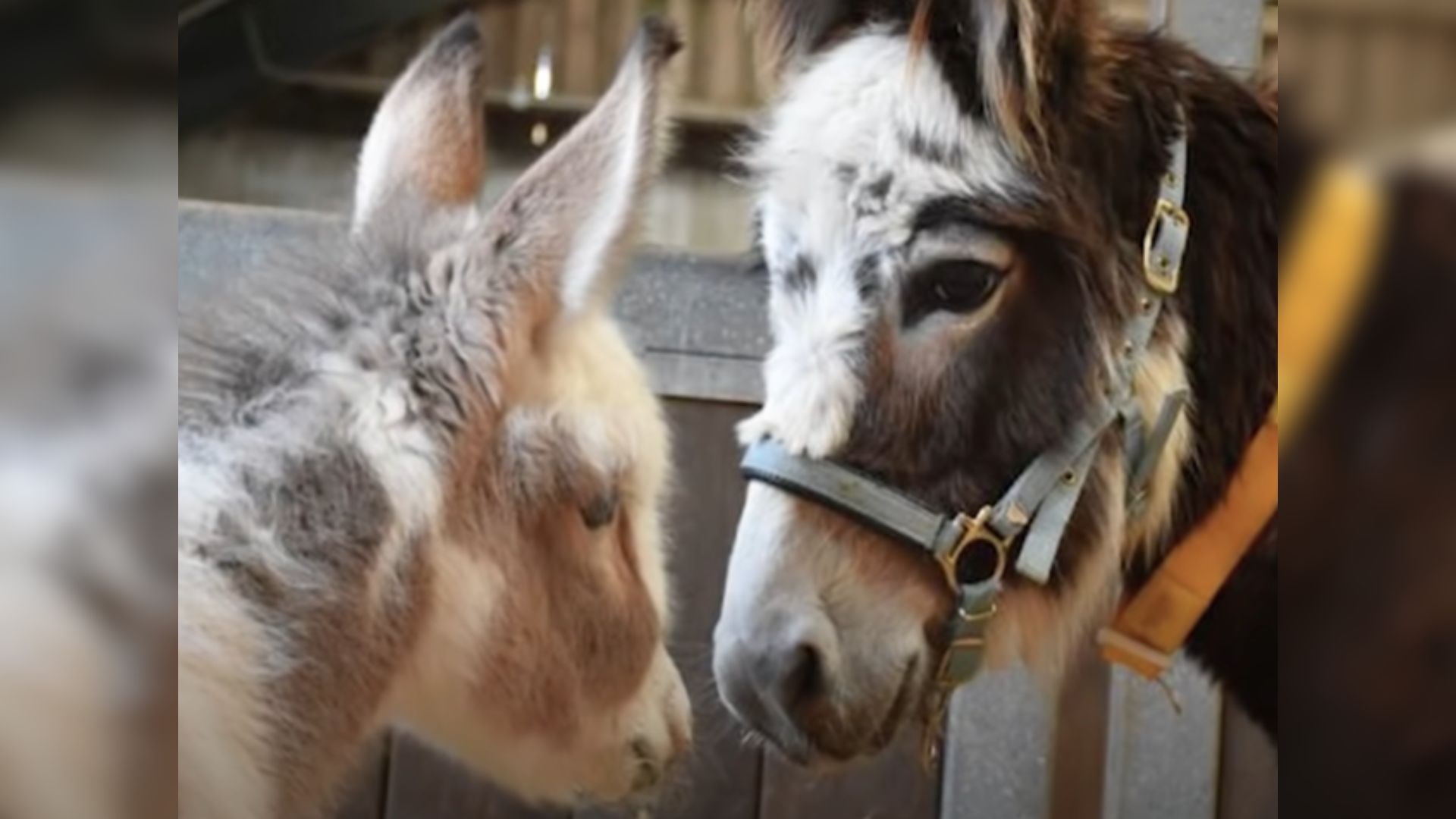 photo of two donkeys