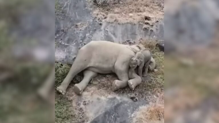 Baby Elephant Lost In The Wild Finally Gets To Hug Her Mom