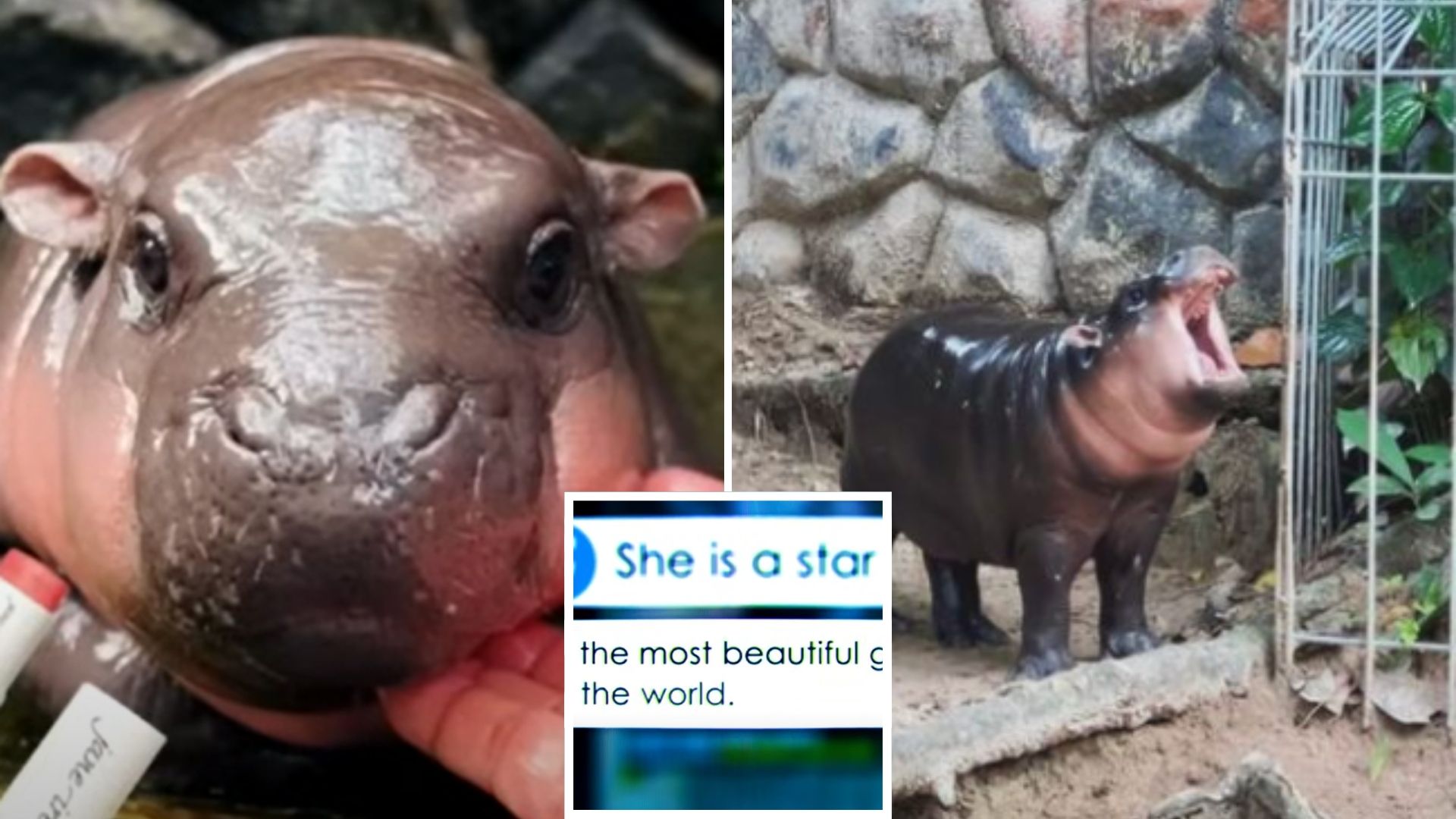 Baby Hippo Becomes A Global Sensation For The Most Adorable Reason