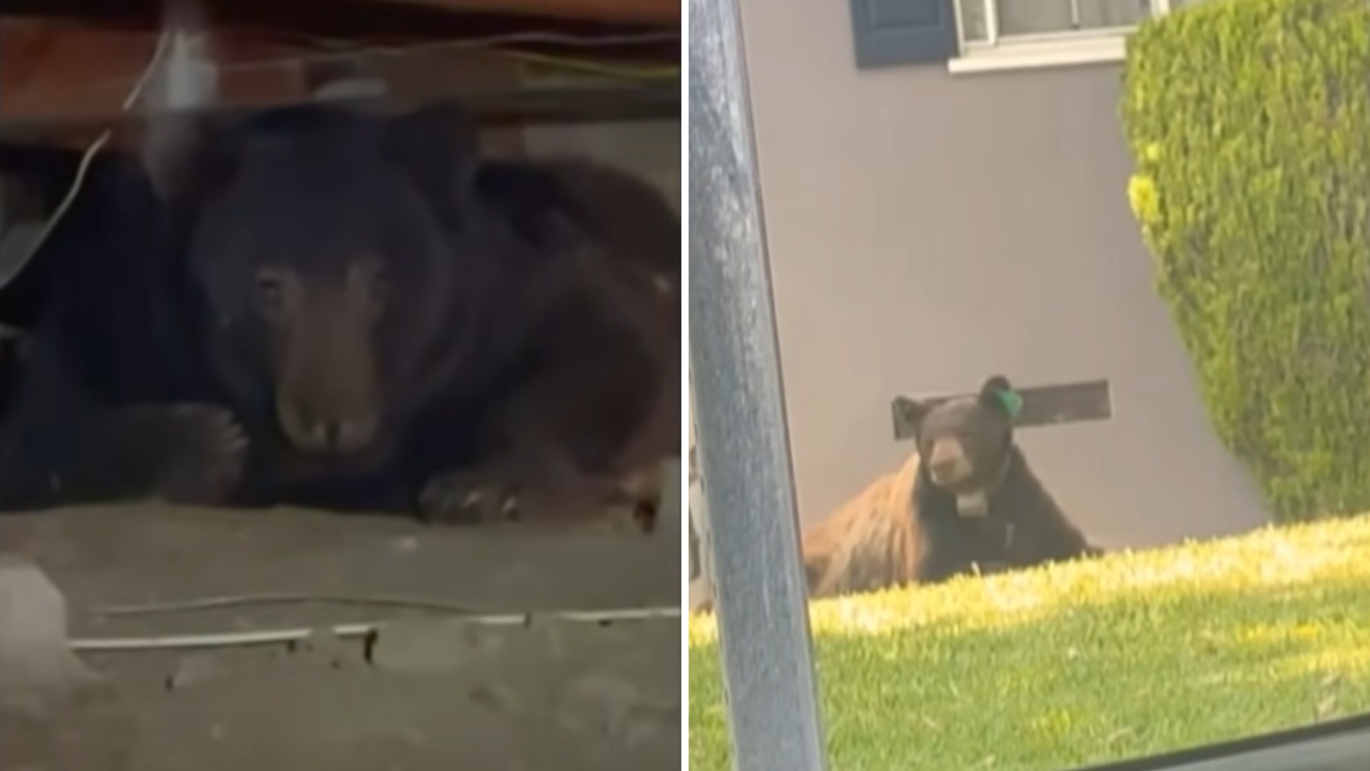 bear breaks into a house