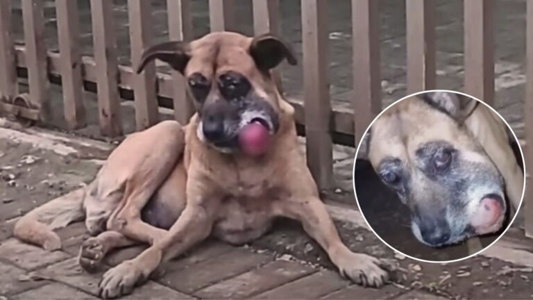 dog with face tumor