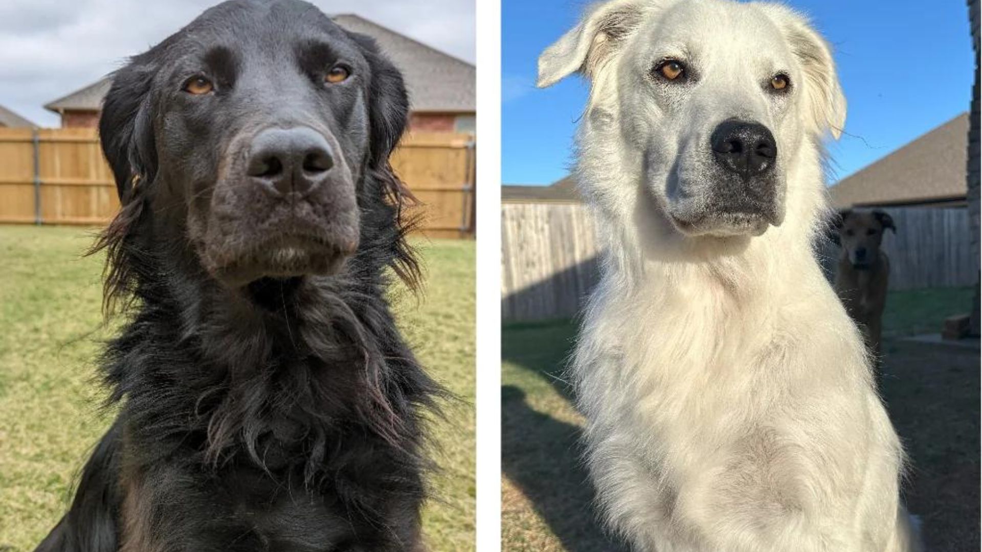 Black Dog Turns Completely White In Two Years, He Is Just Unrecognizable!