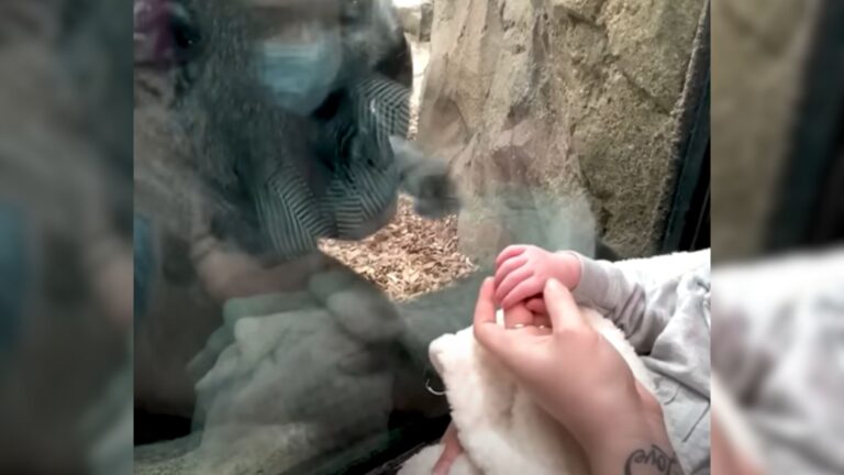 gorilla shows her baby to visitors