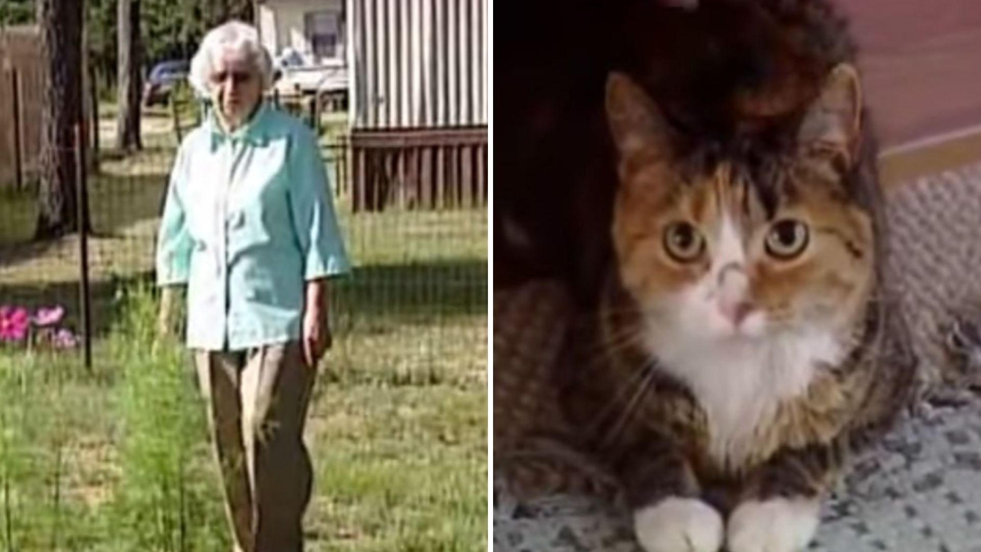 Brave Cat Saves 97-Year-Old Owner