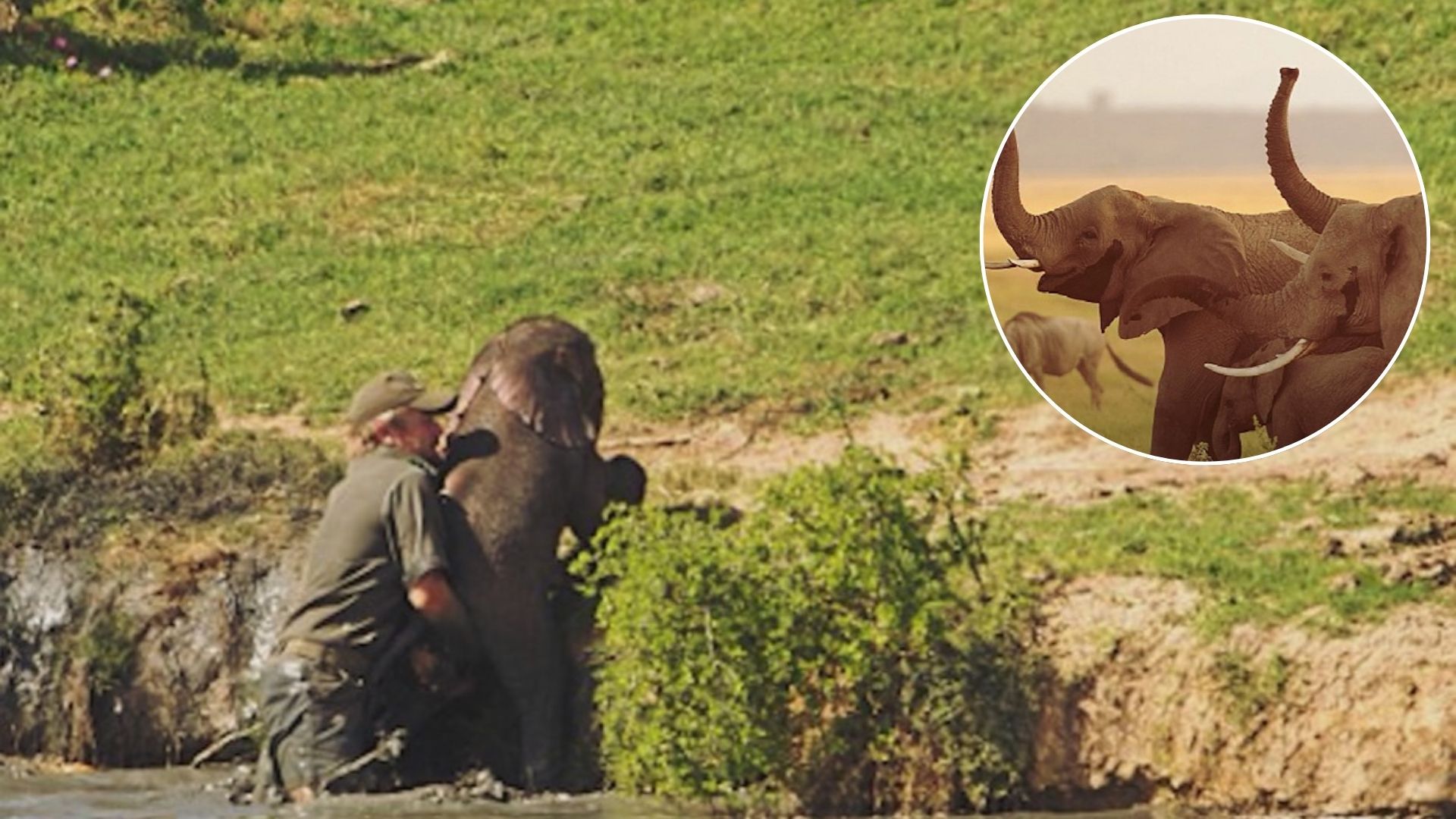 brave man saves baby elephant