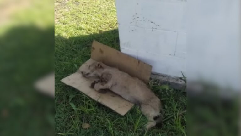 Brutally Attacked Dog With Slashed Chest And Broken Legs Found