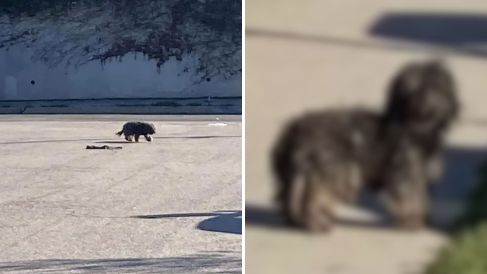 California Woman Spots A Furry Mystery On The Highway, Shocked After Realizing What It Is