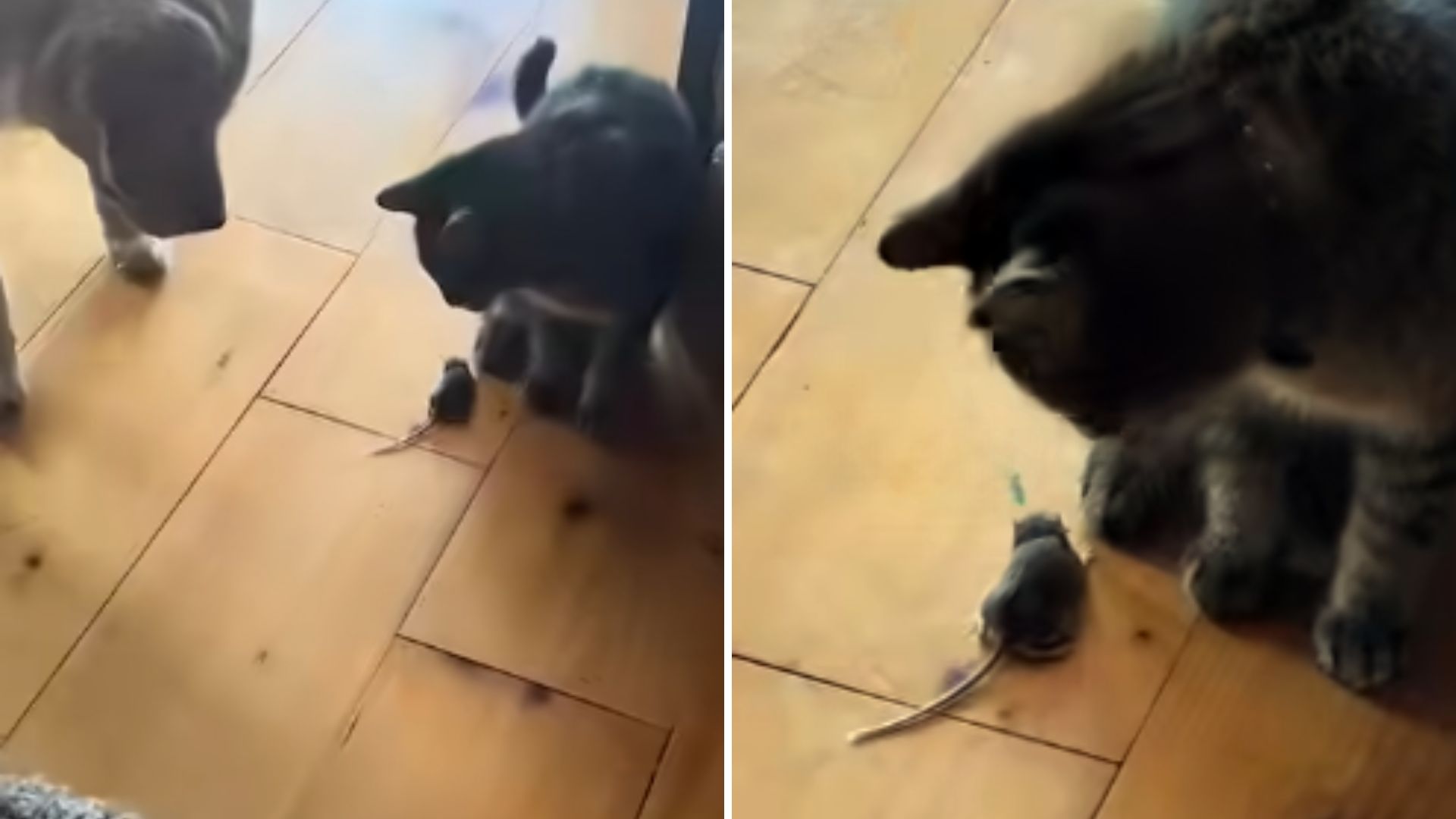 Cat And Dog Have No Idea What To Do With A Mouse In The House And The Owner Can’t Believe It