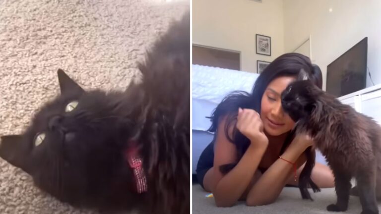 Cat Overcomes Cancer And Six-Month