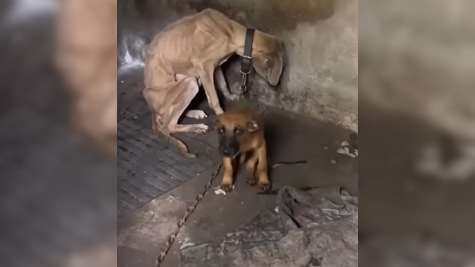 Chained And Malnourished Dog Watches Helplessly As Her Puppy Starves